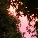 sunset in trees